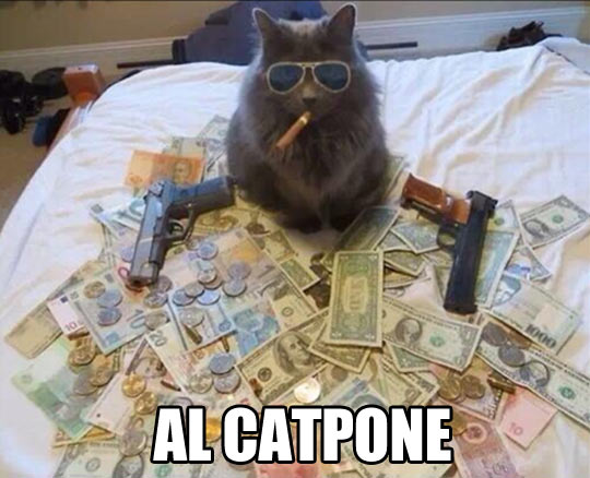 cat money